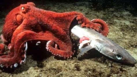 巨型章鱼捕食,巨型章鱼鲨鱼,巨型章鱼吃鲨鱼_大山谷图库