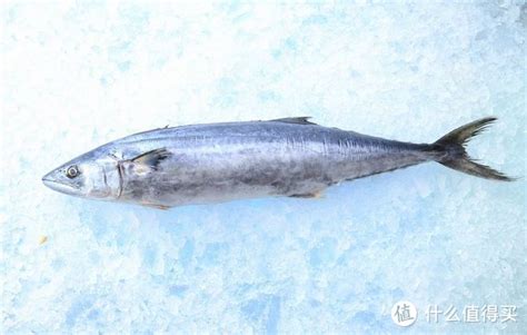 青岛的196斤“超级大鲅鱼”是什么鱼？_马鲛鱼