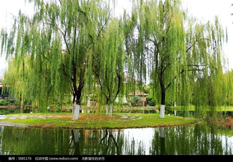 杨柳高清图片下载_红动中国