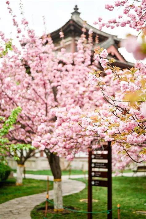 西安植物园：郁金香菊花桃盛开，成西安市民踏青赏花好去处|陕西西安|植物园|春天_新浪新闻