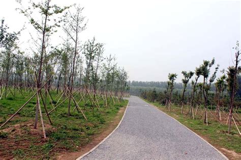 昌平平原造林项目 - 生态修复平原造林 - 北京园林绿化公司|北京园林公司|北京绿化公司|园林景观设计|园林绿化工程公司--福森园林