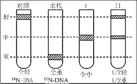 将亲代DNA用15N标记，放在含有14N的培养基上培养，下图甲是DNA复制图解，图乙是DNA分子结构模式图。请据图回答问题：(1)图甲中长方形A表示______-组卷网