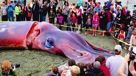 世界上最大的巨型章鱼，重达500多斤，捕捞过程超艰难