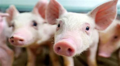 保"猪"战！猪价半年暴涨84%，发改委大动作，9月启动猪肉储备投放… - 脉脉