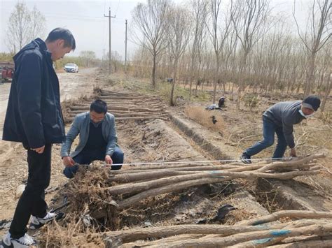 政策文件 陕西省主要造林树种苗木质量分级2006标准 | 西安林木种苗网