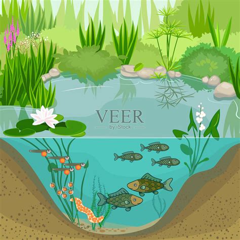 池塘生态系统和鱼类的生命周期。鱼从卵(卵)到成年动物的发育阶段顺序插画图片素材_ID:330431134-Veer图库