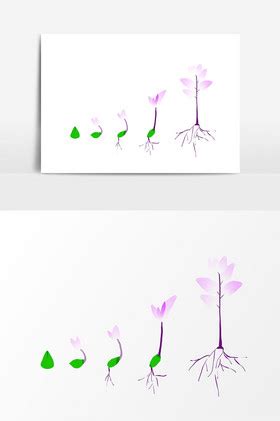 植物生长过程图图片