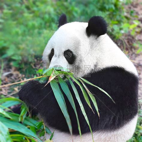 熊猫吃竹子高清图片下载-正版图片501313460-摄图网