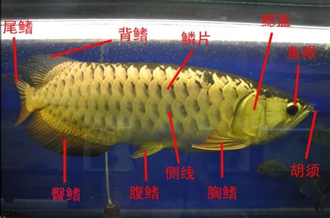 鱼骨 你的弃物，鱼的脊梁 | 中国国家地理网