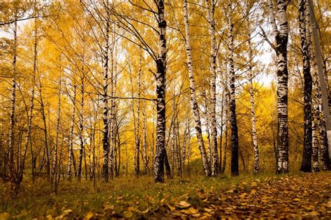 秋天的风景与黄叶背景的白桦树。风景名胜免费下载_jpg格式_4493像素_编号43629158-千图网