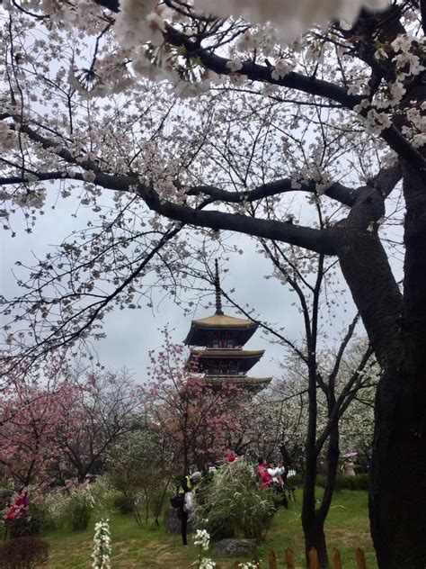 武汉东湖樱花园里的塔叫什么 东湖樱花园交通指南及停车收费标准_旅泊网