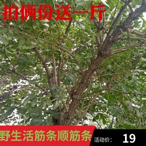 活筋条树图片