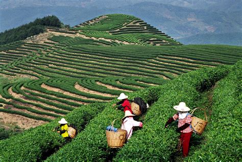 思茅市 普洱市,思茅市,云南普洱市_大山谷图库