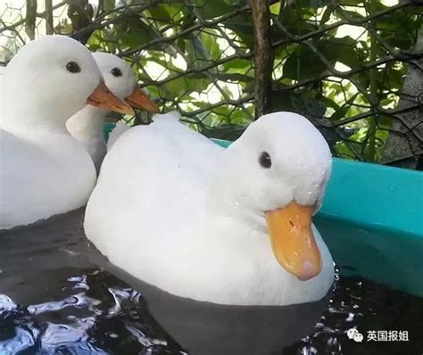 王思聪买的鸭子模样娇俏又可爱 柯尔鸭是什么品种多少钱|王思|买的-娱乐百科-川北在线
