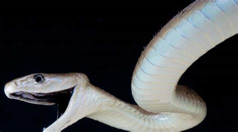 世界上十大最恐怖的毒蛇 非洲腾蛇是最恐怖！_巴拉排行榜