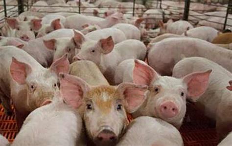 猪病大全及治疗方法-猪病诊断与防治-养猪与猪病防治-第2页 - 畜小牧养殖网