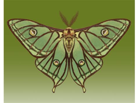 伊丽莎白时代的蝴蝶 (Graellsia isabelae)，翅膀的细节，高清摄影大图-千库网