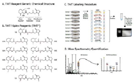 TMT标记定量磷酸化技术服务-康成生物丨数谱生物