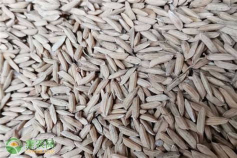2021年水稻的价格是多少？附最新价格行情分析 - 惠农网