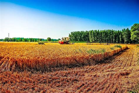 农业农村部：2021年秸秆能源化利用率8.5%-中国产业发展促进会生物质能产业分会