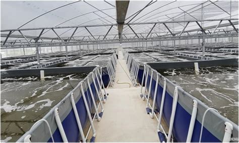 对虾工程化循环水养殖系统构建及配套养殖技术-南海水产研究所