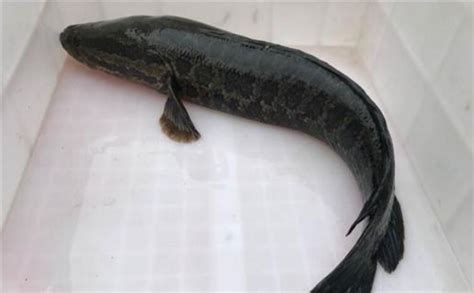 野生黑鱼和人工养的区别 养殖黑鱼和野生黑鱼怎么区分_生活百科