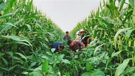 任城：推广大豆玉米带状复合种植技术 助力农民增收 - 任城 - 县区 - 济宁新闻网