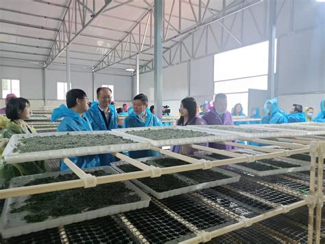 全国蚕桑标准化高效生产技术培训班在广西南宁举办--湖北省农业农村厅