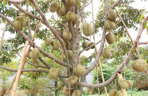 老挝公司大举扩种榴莲，争取2025年前出口到中国 | 国际果蔬报道