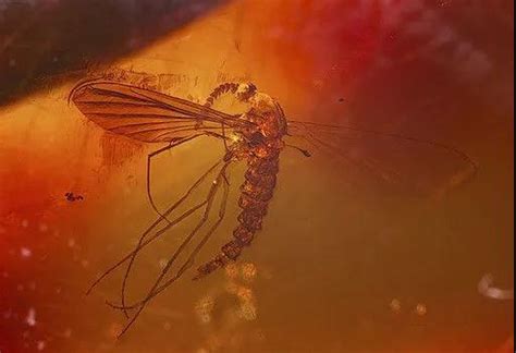 今年大概率是个寒冬，蚊子会被冻死吗？无锡洛社卫生材料厂