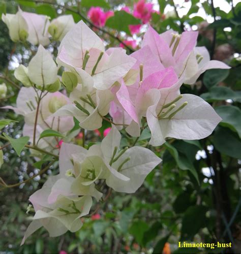 科学网—20191221——光叶子花（Bougainvillea glabra Choisy） - 栗茂腾的博文