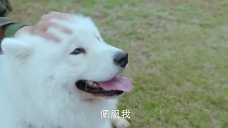 《神犬小七第一季》全集-电视剧-免费在线观看