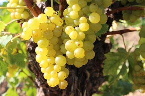 麝香葡萄是一种具有特殊芳香的葡萄品种，号称葡萄中的“香水”