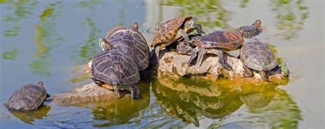 【怎样养龟】乌龟怎么养，让养乌龟变得更有趣的小妙招