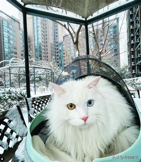 美短高白猫,英短高白猫,美短加白猫_大山谷图库