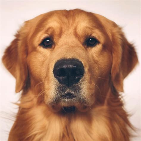 纯种金毛幼犬狗狗出售 宠物金毛犬可支付宝交易 金毛犬 /编号10082701 - 宝贝它