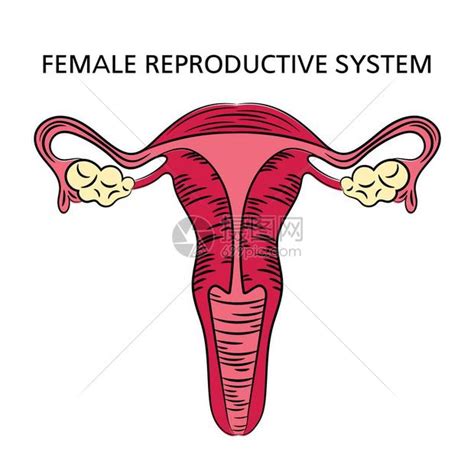 女性生殖系统医学图插画图片下载-正版图片303611942-摄图网