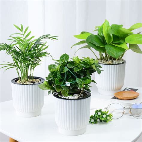 适合盆栽的小型植物,适合室内盆栽的植物,适合做小型盆景的植物_大山谷图库