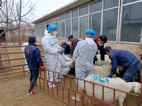 执业兽医网-行业新闻-中国基层兽医构筑动物疫病防控“前哨”