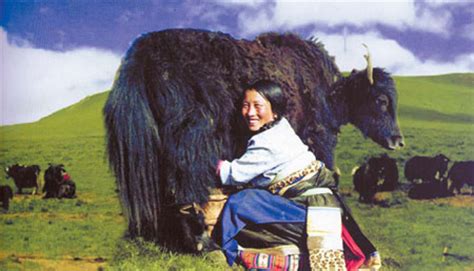 Tibet suspends entry fees for winter tourist season - Chinadaily.com.cn