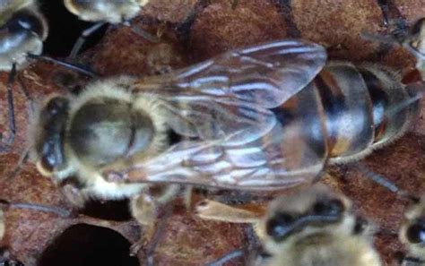 单独养一只蜜蜂能养活吗？ - 养蜂技术 - 酷蜜蜂