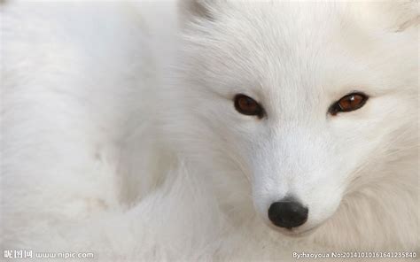 白色狐狸摄影图__野生动物_生物世界_摄影图库_昵图网nipic.com