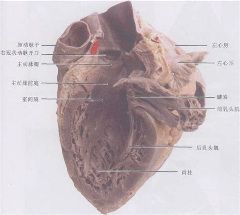 图3-1-10 左心房、左心室-人体解剖学与组织生理病理学-医学