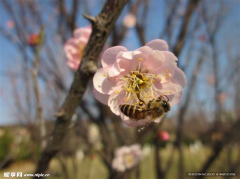 梅花，蜜蜂，与春天摄影作品_植物摄影图片 - 500px摄影社区