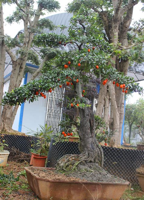 黑塔子树怎么造型,红子刺盆景造型图片,黑塔子树叶子_大山谷图库