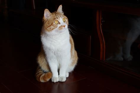 大脸猫图片