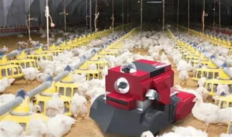 现代化技术养鸡场，从鸡蛋到小鸡，全程机械自动化_腾讯视频