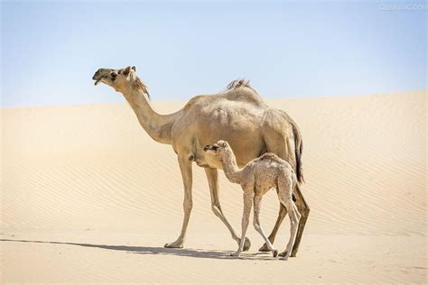 骆驼和草地摄影图高清摄影大图-千库网
