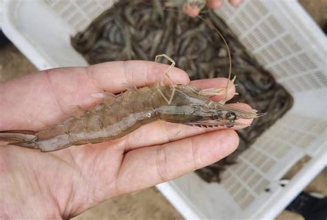 南美白对虾养殖成功案例：肝肠病变，清塘，选苗，水质不可轻视 - 知乎