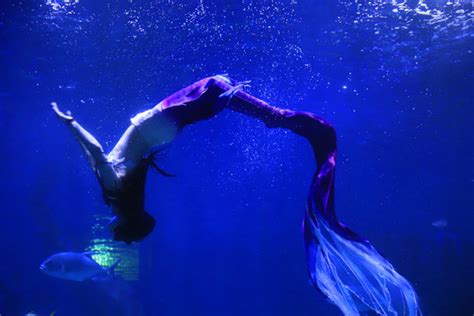 美人鱼双人表演 海洋主题人鱼演出 海狮演出带动全场|资源-元素谷(OSOGOO)